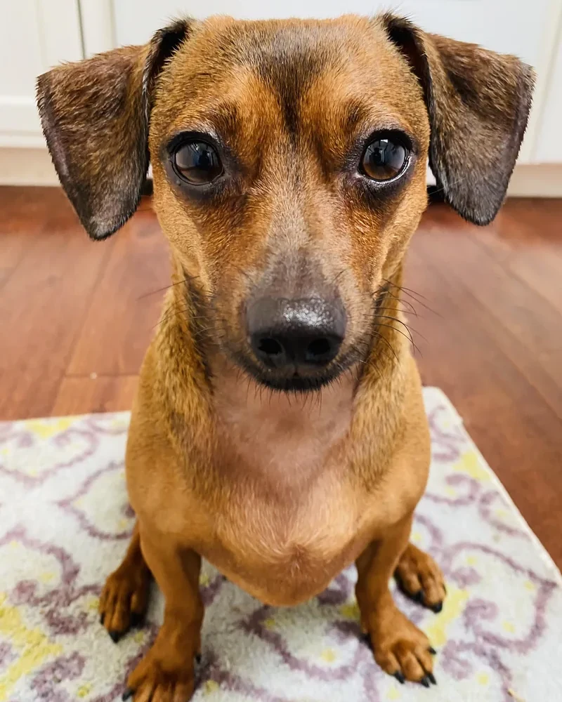 One of the practice dogs waiting in the Third Street Counseling reception